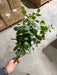 Large Eucalyptus Bush – 12 Stems Green 12471 Greenery