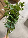 Large Eucalyptus Bush – 12 Stems Green 12471 Greenery