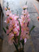 Large Gladiola Bush – 6 Stems Pink 46565 Greenery