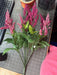 Large Heather Bush - 8 Stems- Beauty Pink Greenery