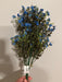 Mini Gypsophila Bush – 12 Stems Blue 76616 Greenery