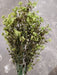 Mini Gypsophila Bush – 12 Stems Green 76615 Greenery