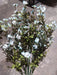 Mini Gypsophila Bush – 12 Stems Light Blue 76617 Greenery