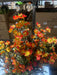 Mini Gypsophila Bush – 12 Stems Orange 76623 Greenery