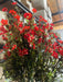 Mini Gypsophila Bush – 12 Stems Red 76626 Greenery