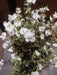 Mini Gypsophila Bush – 12 Stems White 76630 Greenery