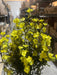 Mini Gypsophila Bush – 12 Stems Yellow 76622 Greenery