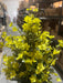 Mini Gypsophila Bush – 12 Stems Yellow 76622 Greenery