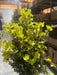 Mini Gypsophila Bush – 12 Stems Yellow 76622 Greenery