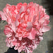 Peony Bush - Pink 8 Heads 71184 Greenery