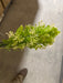 Plastic Boxwood W/ Berry – 7 Stems Cream 57175 Greenery