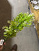 Plastic Boxwood W/ Berry – 7 Stems Cream 57175 Greenery