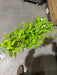 Plastic Boxwood W/ Berry – 7 Stems Green 57171 Greenery