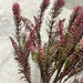 Pls Fern Bush X 8 Dk.red 57789 Greenery