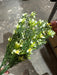 Plastic Grass W/ Cosmos – 7 Stems Cream 65311 Greenery