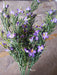 Plastic Grass W/ Cosmos – 7 Stems Lavender 65317 Greenery