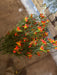 Plastic Grass W/ Cosmos – 7 Stems Orange 65313 Greenery