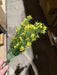 Plastic Grass W/ Cosmos – 7 Stems Yellow 65312 Greenery