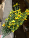 Plastic Grass W/ Cosmos – 7 Stems Yellow 65312 Greenery