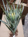 Plastic Grass W/ Wheat – 9 Stems Yellow 80422 Greenery