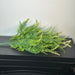 Pls Lg Mx Fern Bshx18 Grn 57201 Greenery