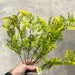 Pls Leather Fern X 8 Yel 57533 Greenery