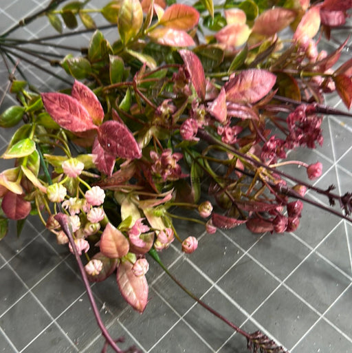 Pls Grass W/Berry X8 Bur 57329 Greenery