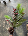 Pvc Pine Mx Spry 26’’ Rd 62593 Greenery