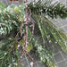 Pvc Pine W/Cone Frst Spray 38131 Greenery