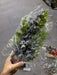 Pvc W/Berry Spry W/Snw Bl 68823 Greenery