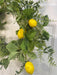 Simple Lemon Wreath - DecoExchange