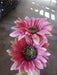 Sunflower – 2 Stems Mauve 12396 Greenery