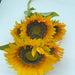 Sunflower X 5 Yel 12361 - DecoExchange