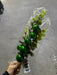 Xmas Berry W/Euc Spray Grn 68654 Greenery