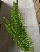 Xmas Fern Spray Green 68684 Greenery