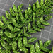 Xmas Leave Spray Grn 60904 Pick