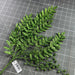 Xmas Leave Spray Grn 60904 Pick