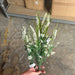 Berry Bush Cream 73881 Greenery