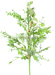 Dusty Miller Pod Mix Green Spray 28L Greenery