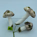 Mushroom Pick 11"  62053Nat - DecoExchange