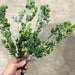 Pls Boxwood Bsh X8 Fsgrn 57822 Greenery