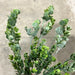 Pls Boxwood Bsh X8 Fsgrn 57822 Greenery