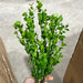 Pls Boxwood Bush X 8 Grn 57821 Greenery
