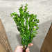 Pls Boxwood Bush X 8 Grn 57821 Greenery