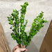 Pls Boxwood Bush X 8 Grn 57821 Greenery