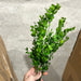 Pls Boxwood Bush X 8 Grn 57821 Greenery