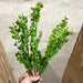 Pls Boxwood Bush X 8 Grn 57821 Greenery
